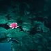 lotus nature zen