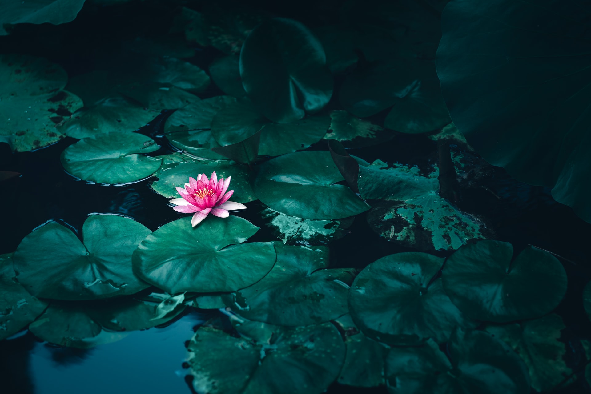lotus nature zen