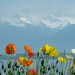 photo fleurs lac léman