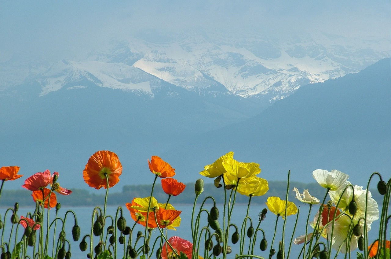 photo fleurs lac léman