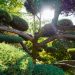 jardin zen