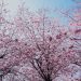printemps cerisier