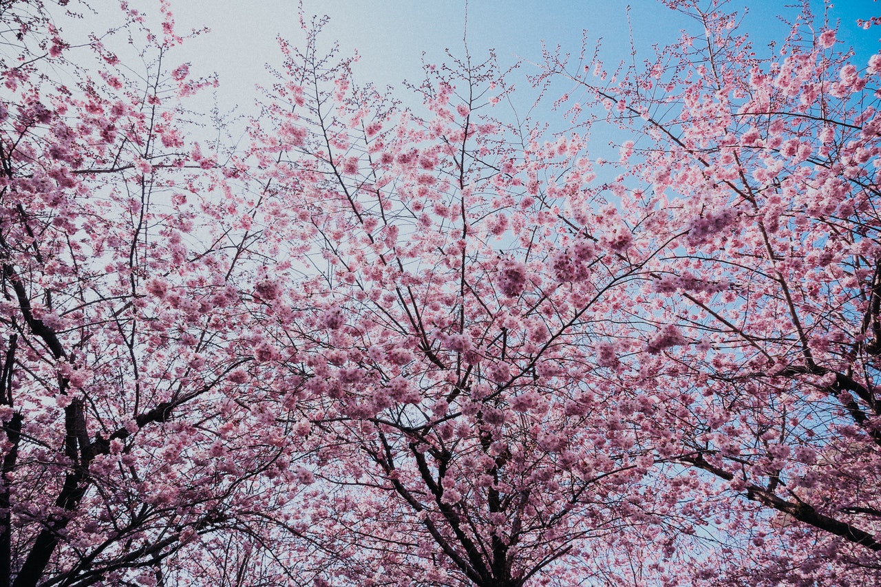 printemps cerisier