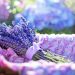 aromatherapie-definition-et-principes