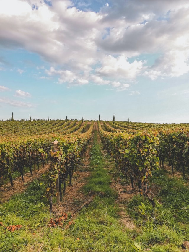 vignes bordeaux