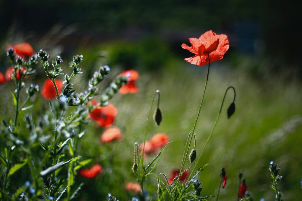 photo coquelicots