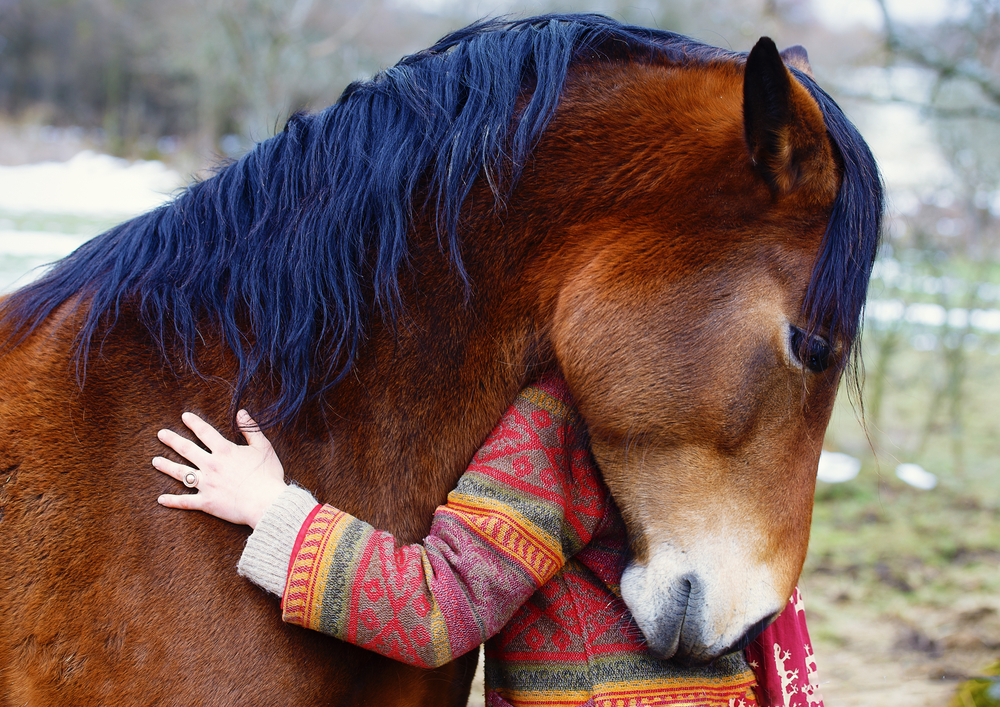 Cheval crinière bleue, Equi'Sérénité