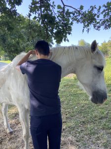 méditation-équithérapie-cheval, Equi'Sérénité