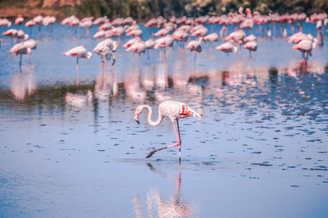 flamants roses sur l'eau