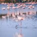 flamants roses sur l'eau