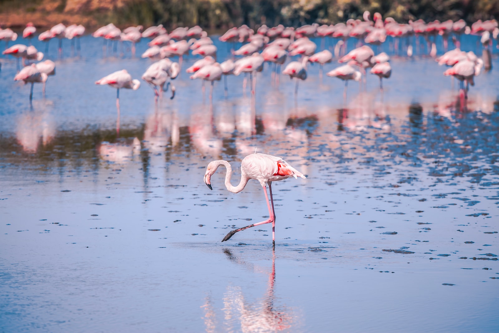 flamants roses sur l'eau