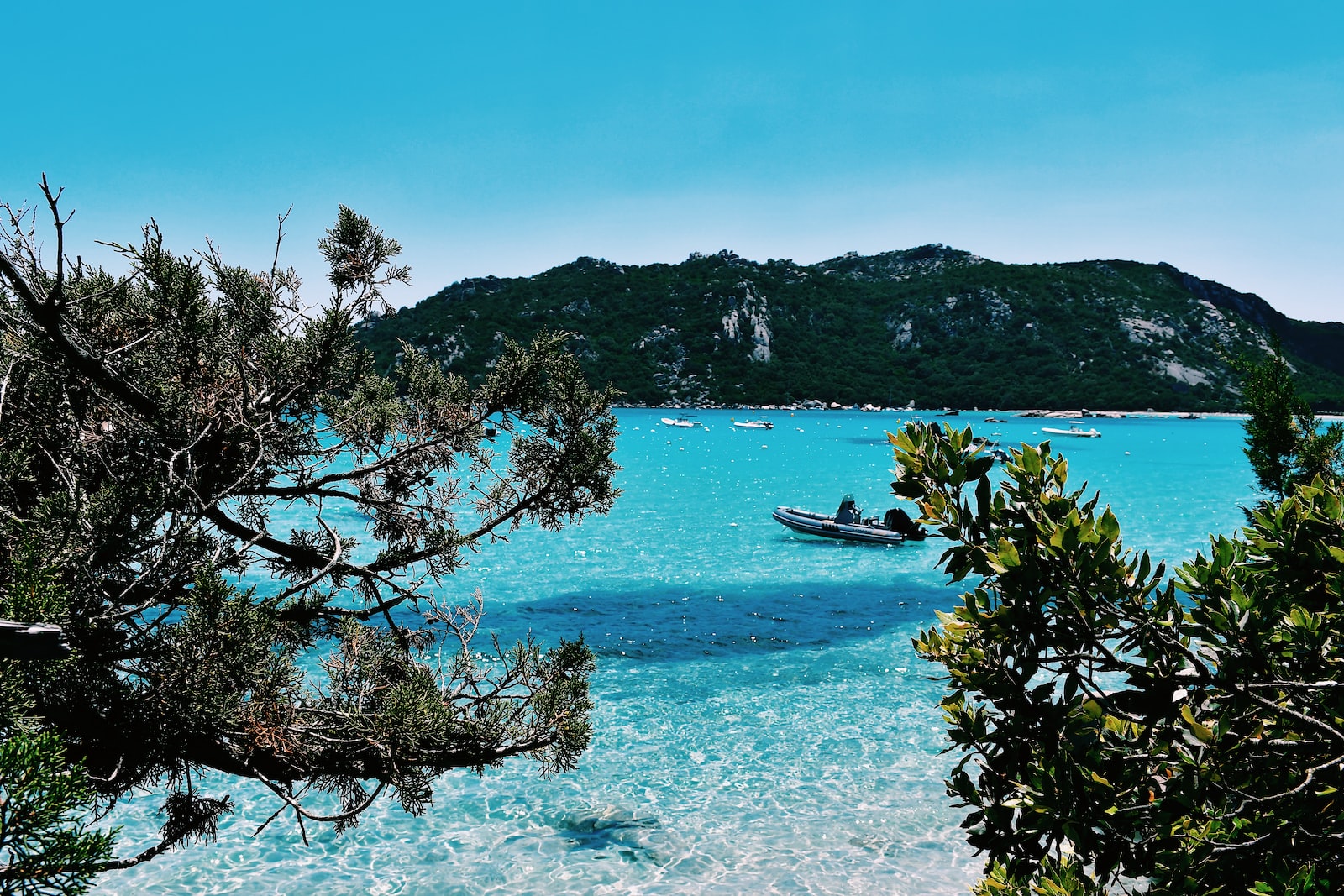 arbres verts sous le ciel bleu de corse et la plage