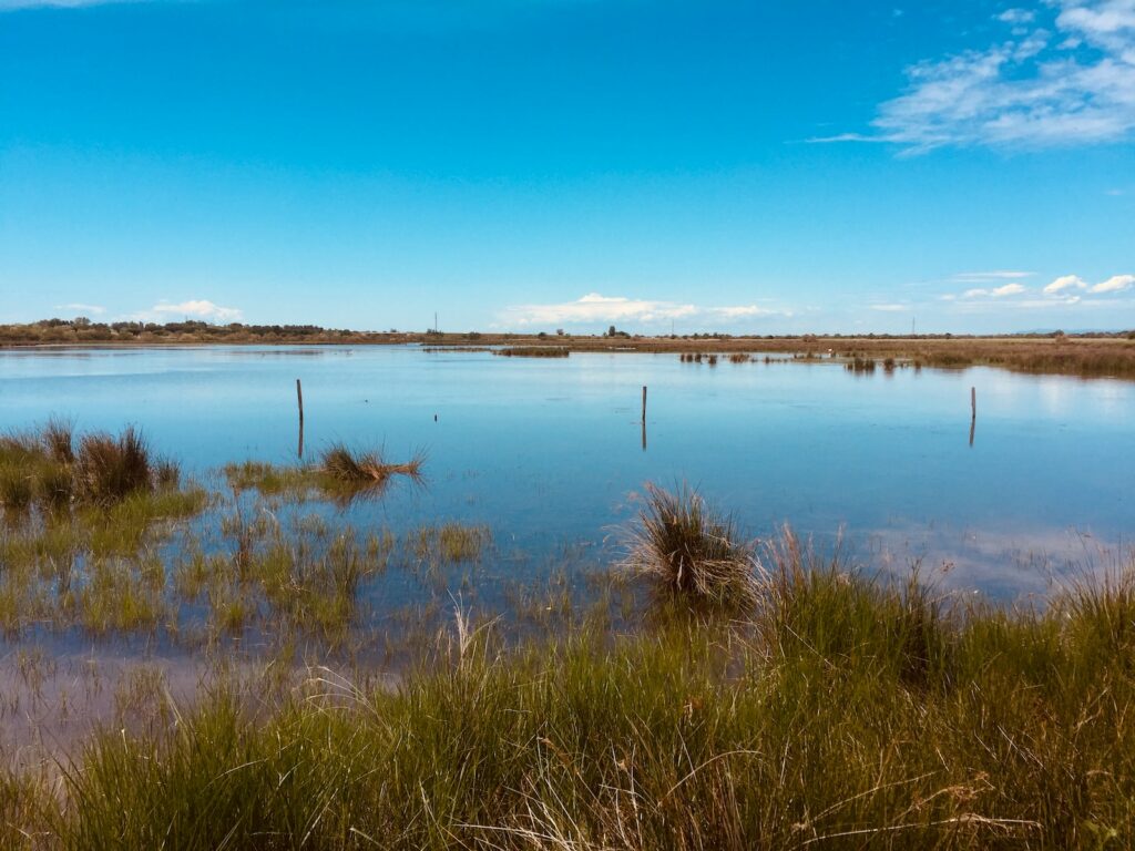 sud de la france, la camargue. herbe verte et grand lac bleu