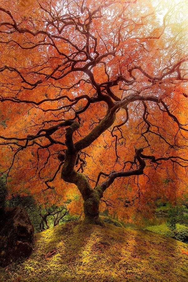 arbre inspiratationnel