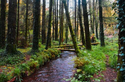 Rivière entourée d'arbres, énergie