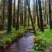 Rivière entourée d'arbres, énergie