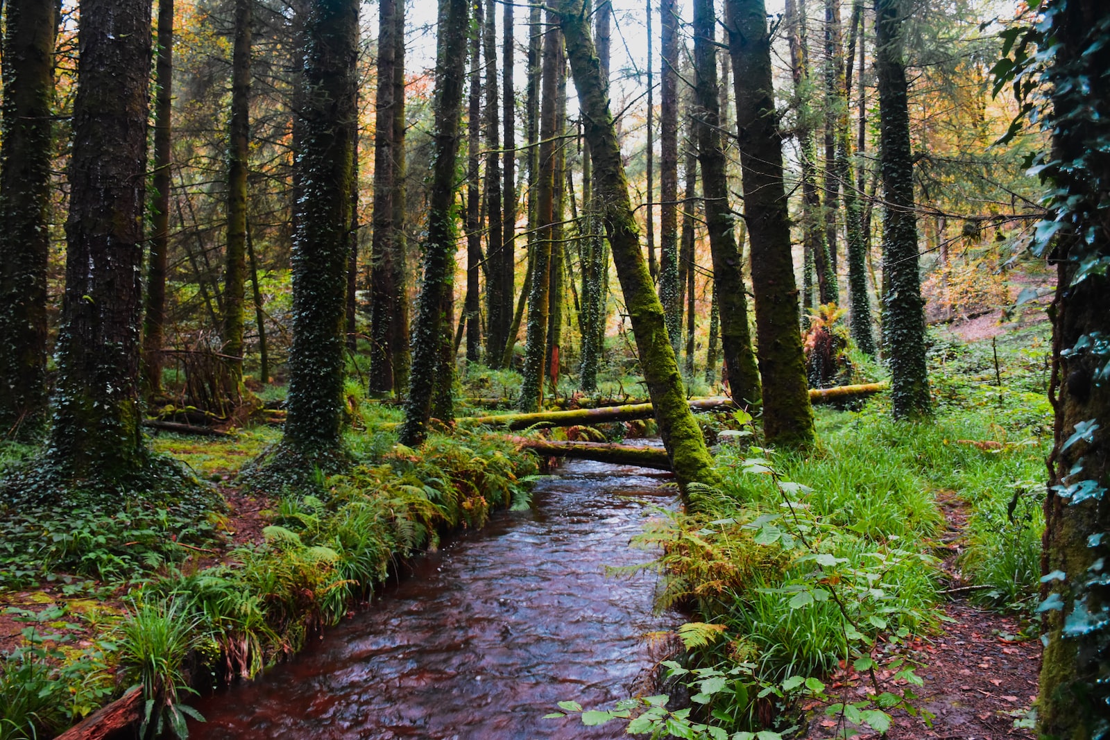 Rivière entourée d'arbres, énergie