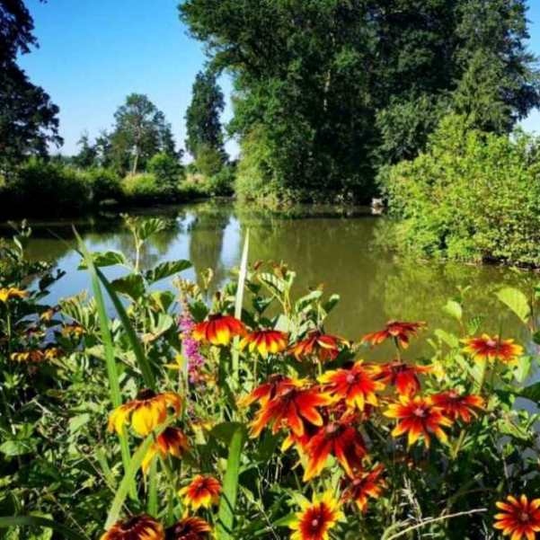 étang à hornaing, fleurs et arbres
