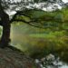 étang, étendue d'eau avec des arbres