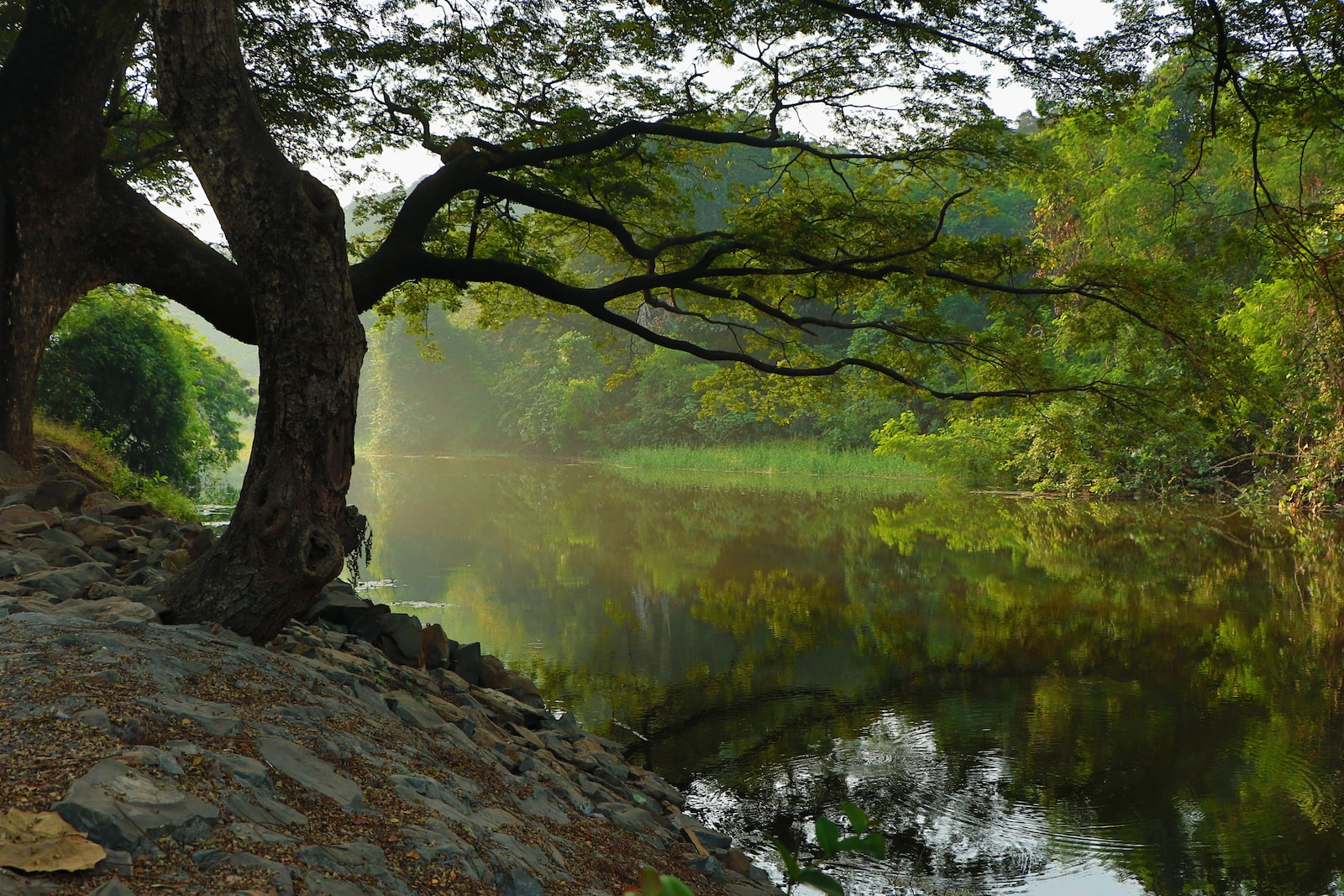 étang, étendue d'eau avec des arbres