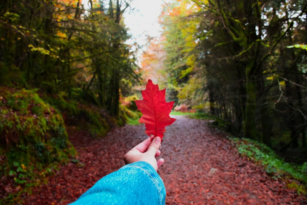 Bretagne Forêt feuille rouge