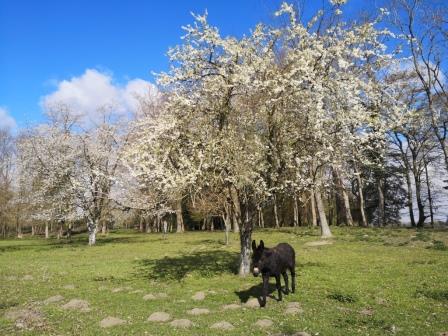 âne dans une petite forêt avec des arbres