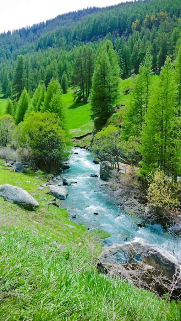 grands arbres verts et rivière
