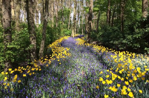 Chemin de nature