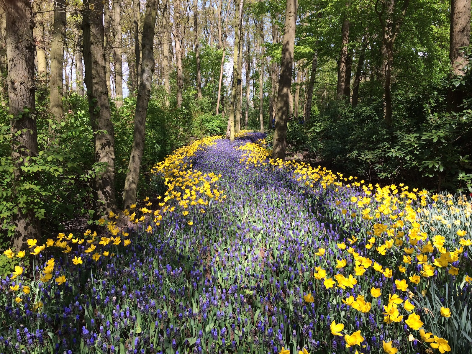 Chemin de nature