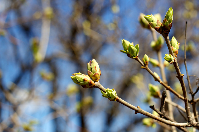 bourgeons