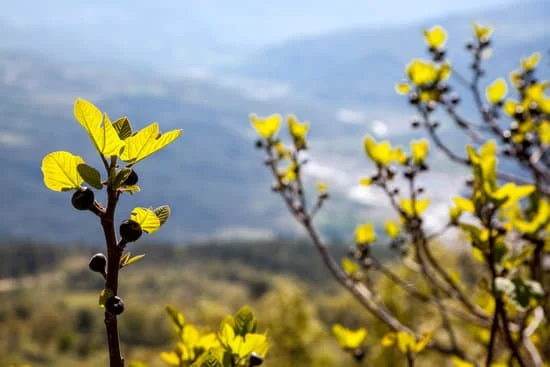 bourgeons