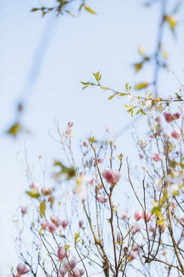 fleurs, petites pousses