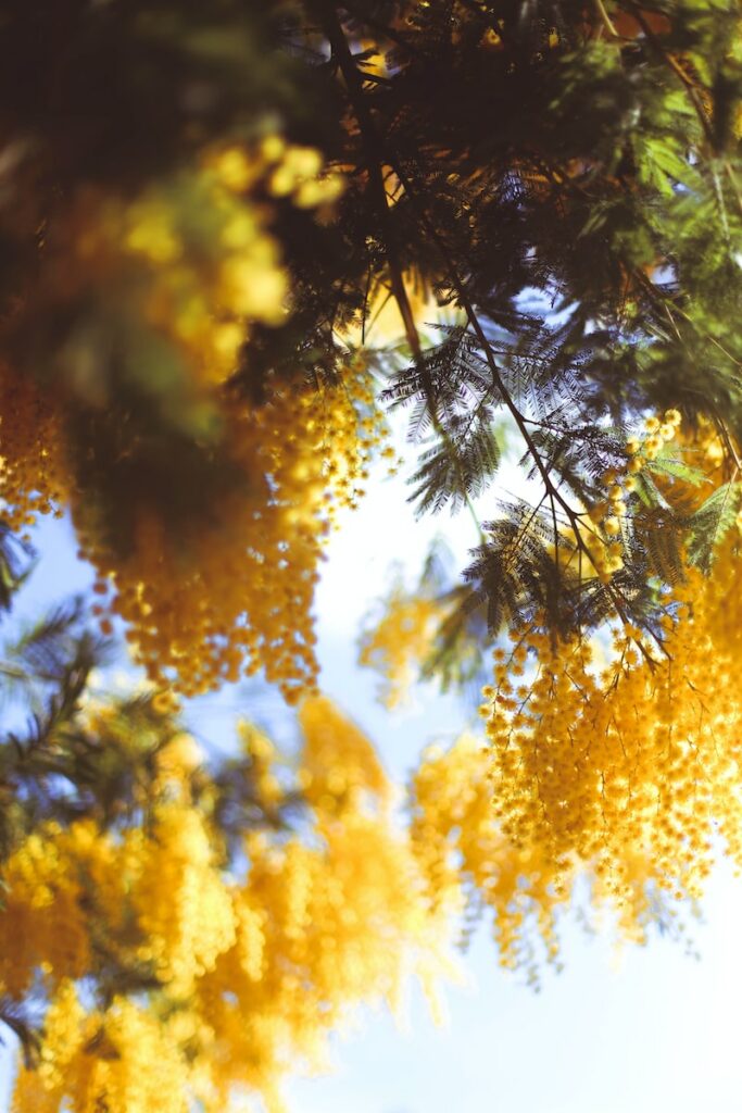 mimosa sous le ciel bleu