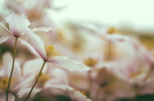 pétales blanches dans un champs, fleur