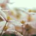 pétales blanches dans un champs, fleur