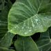water droplets on green leaf plant