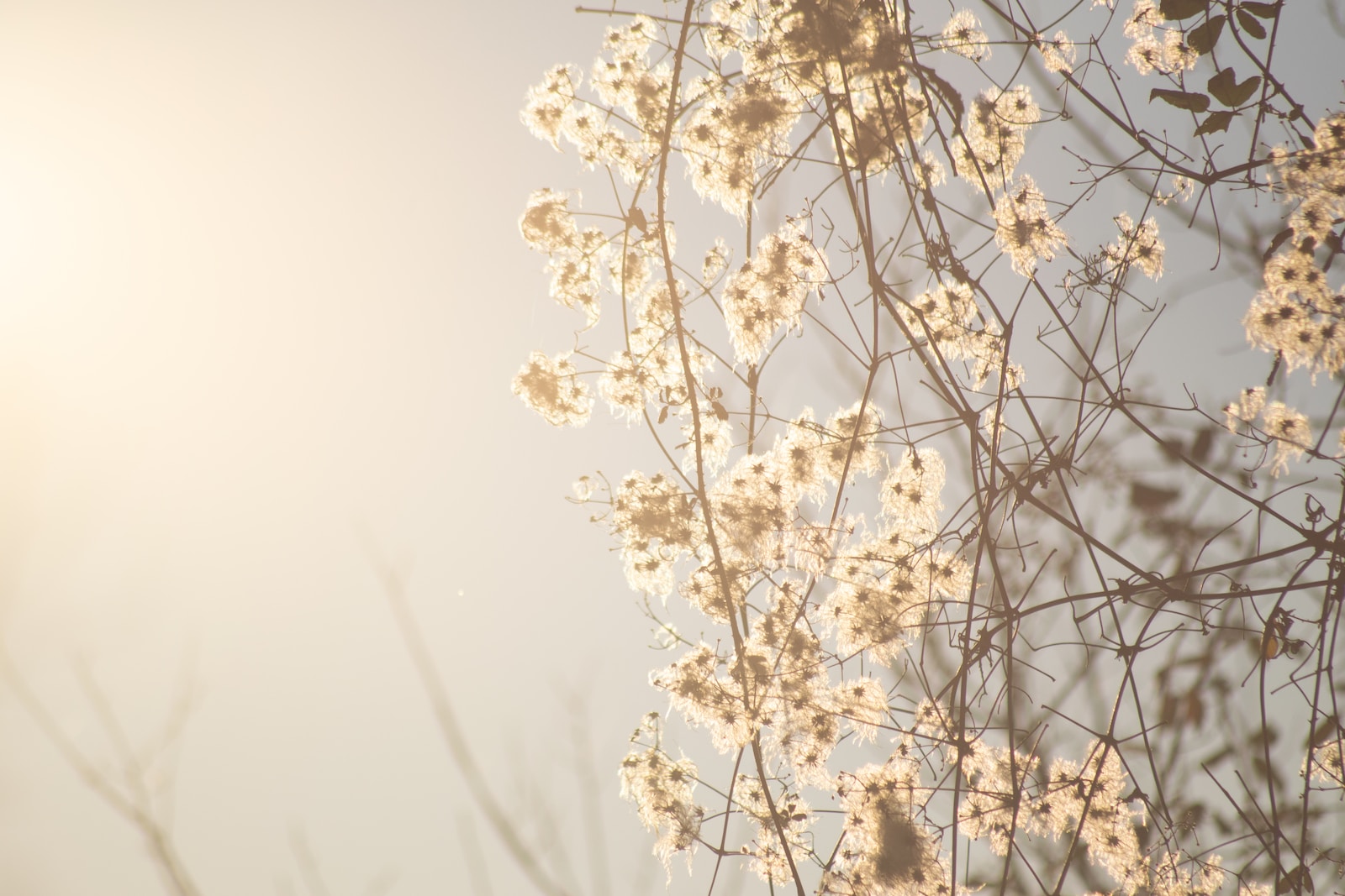 branche d'arbre avec des fleurs blanches