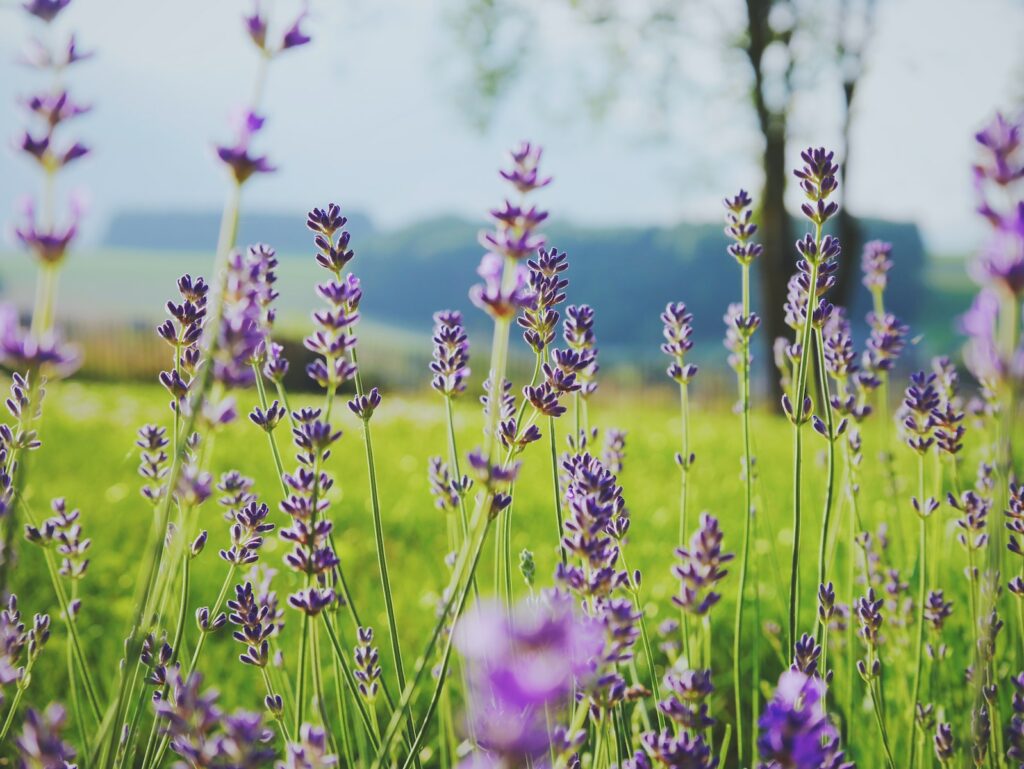 Photographie de fleurs violettes sur l'herbe