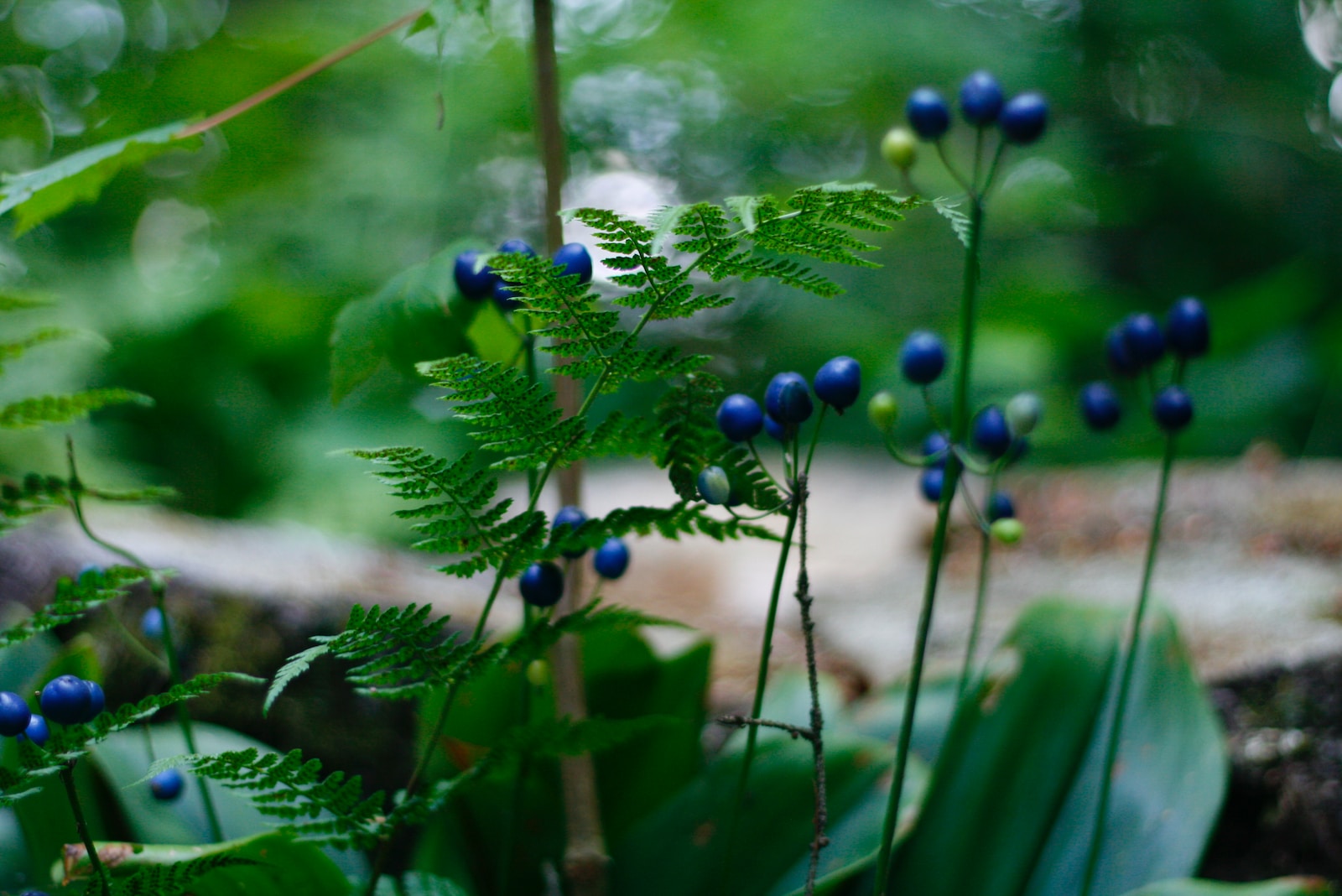 green-leafed plant with blue fruits