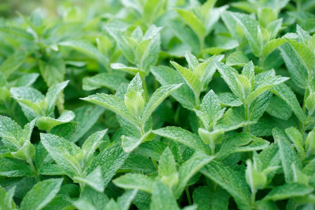 a close up of a bush with green leaves