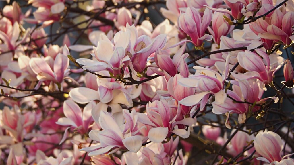 magnolia et nature