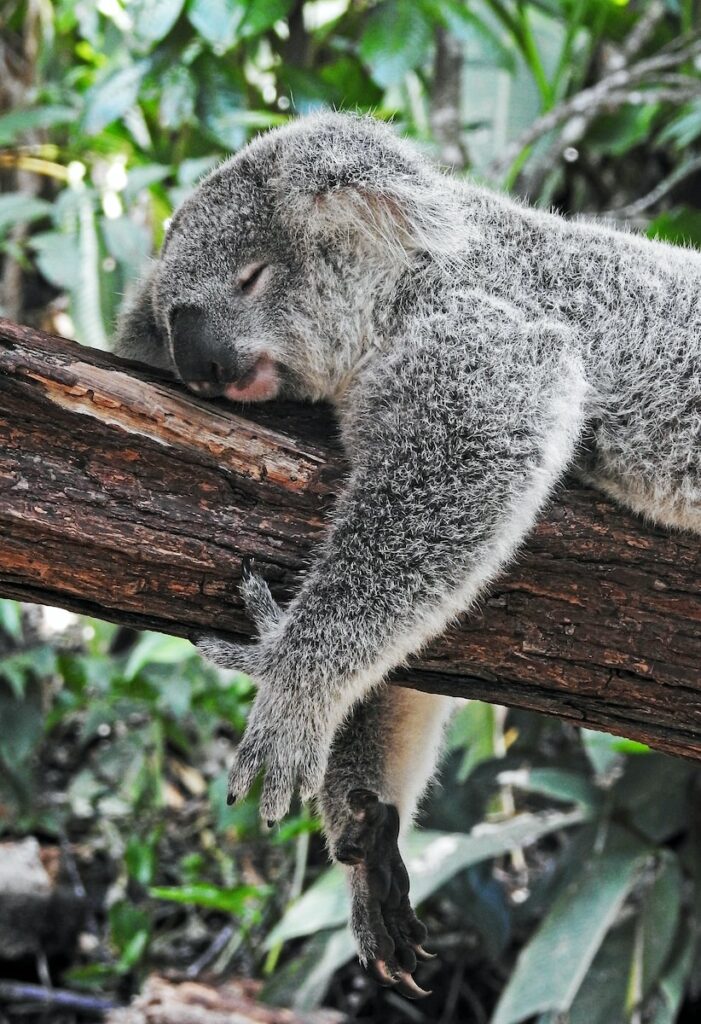koala dort sur une branche
