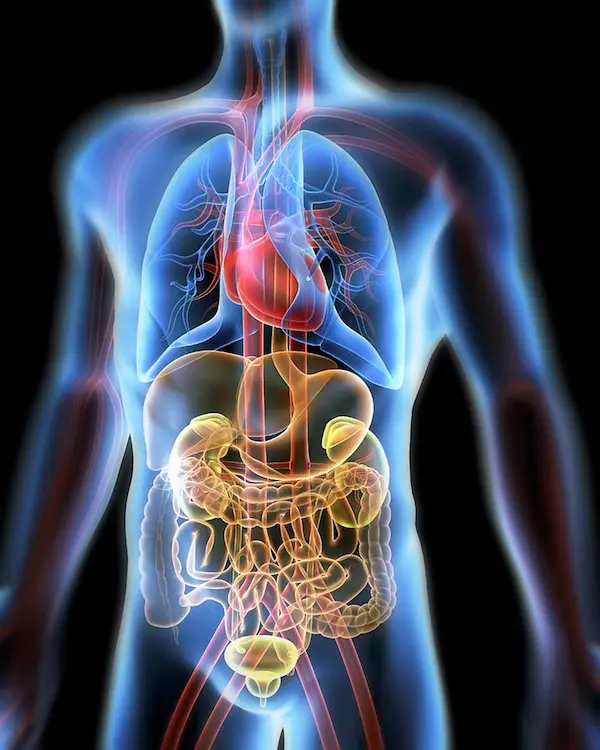 Illustration de l'effet de la biorésonance sur le corps humain. 