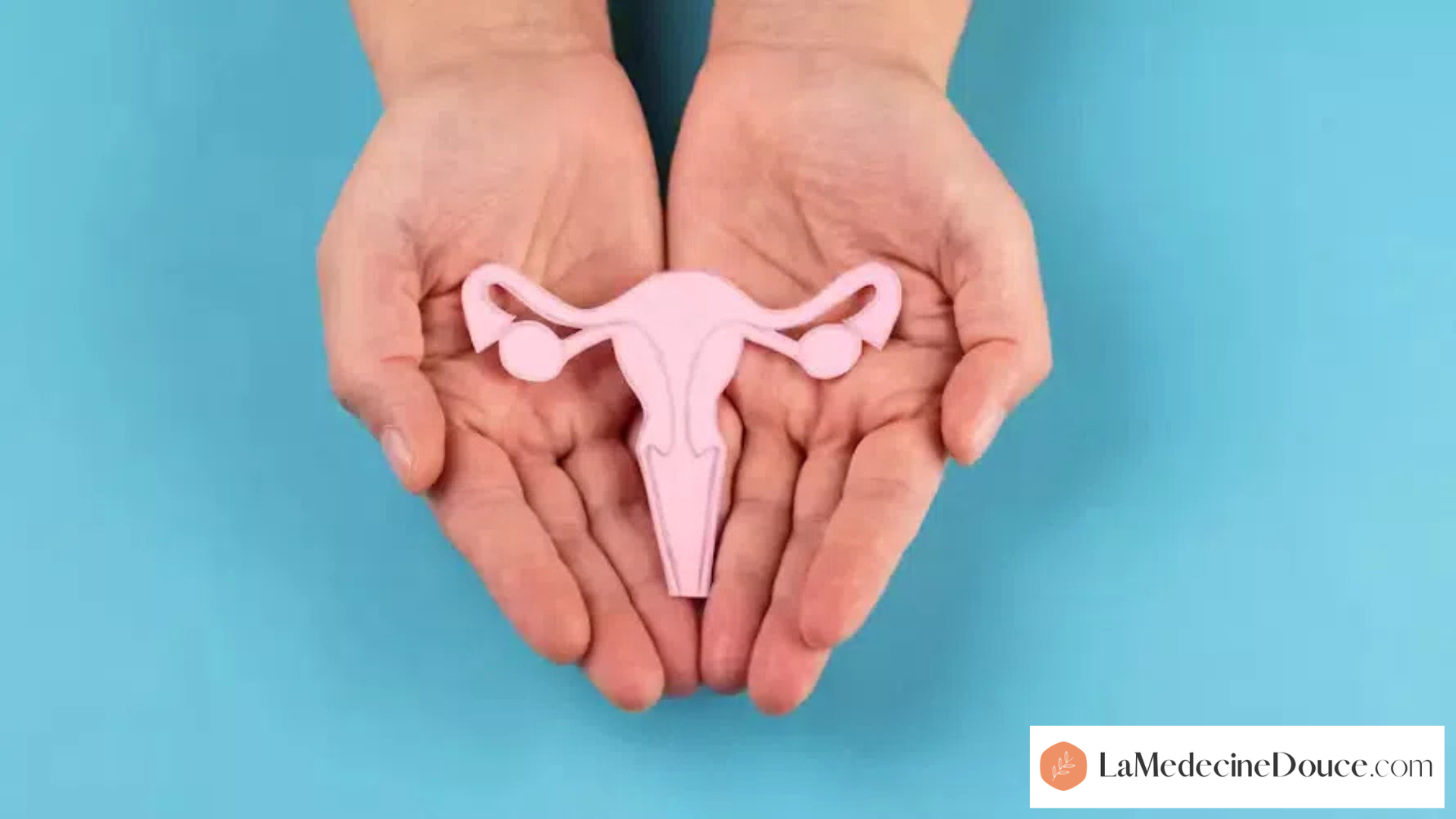 Illustration de l'appareil reproducteur féminin.