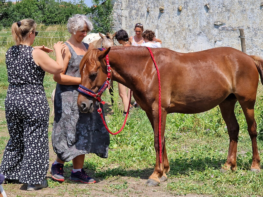 Kinésiologie animale