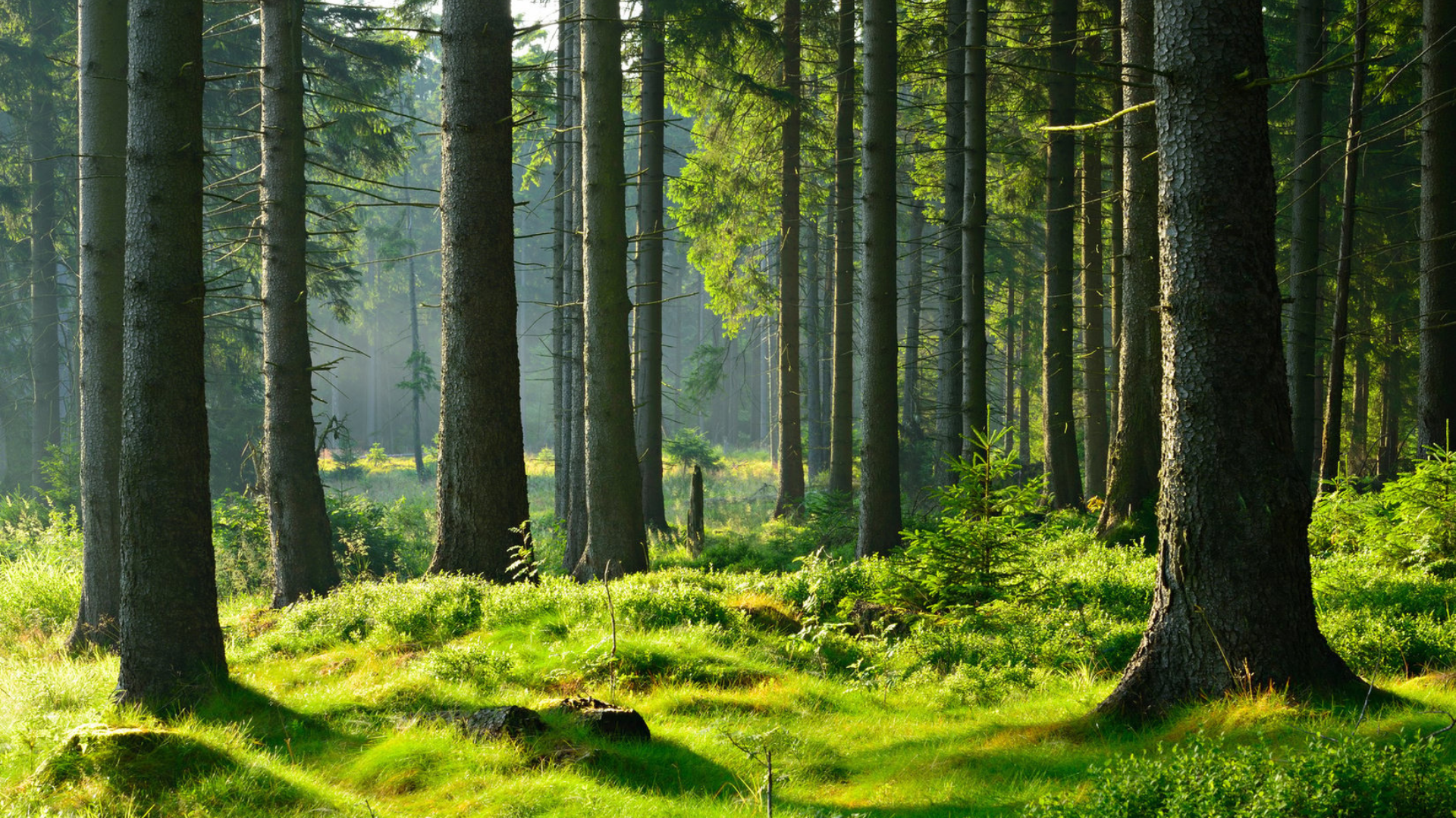 Forêt